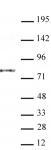 AATF / Che-1 antibody (mAb) tested by Western blot.