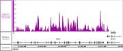 Histone H3 antibody (pAb) tested by ChIP-Seq.