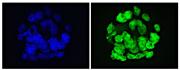 GLIS1 antibody (mAb) tested by immunofluorescence.