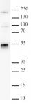 WDR4 antibody (pAb) tested by Western blot.