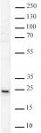 NRAS antibody (pAb) tested by Western blot.