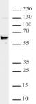 METTL14 antibody (pAb) tested by Western blot.