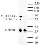 METTL14 antibody (pAb) tested by immunoprecipitation.