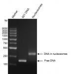 Recombinant Mononucleosomes H3K27ac - biotin, DNA gel.