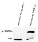 Recombinant Mononucleosomes H3K27ac - biotin  tested by Western blot.