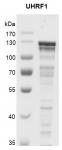 Recombinant UHRF1 protein gel.