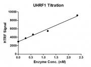 Recombinant UHRF1 protein