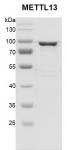 Recombinant METTL13 protein gel.