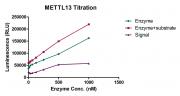 METTL14 activity assay