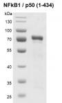 Recombinant NFKB1 / p50 (1-434) protein gel