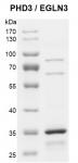 Recombinant PHD3 / EGLN3 protein