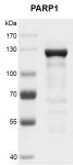 Recombinant PARP1 protein gel
