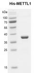 Recombinant METTL1, His-Tag, protein gel.