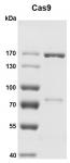 Recombinant Cas9 protein gel