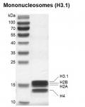 Recombinant Mononucleosomes (H3.1) SDS-PAGE gel
