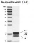 Recombinant Mononucleosomes (H3.3) SDS-PAGE gel
