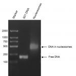 Recombinant Mononucleosomes (H3.3) DNA agarose gel