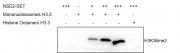 Western Blot for activity detection of Mononucleosomes (H3.3)