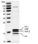 Recombinant Mononucleosomes (H2A.Z) 13% SDS-PAGE Coomassie staining