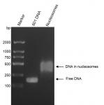 Recombinant Mononucleosomes H3K36me3 (MLA) - biotin agarose gel