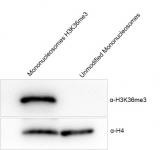 Western Blot analysis for Recombinant Mono-nucleosomes H3K36me3 (MLA) – biotin