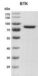 Recombinant BTK protein gel
