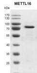 Recombinant METTL16 protein gel