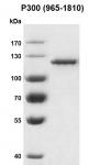Recombinant p300 protein, catalytic domain, protein gel