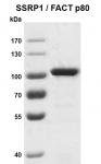 Recombinant SSRP1 / FACT p80 protein gel