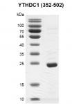 Recombinant YTHDC1 (325-502) SDS PAGE gel