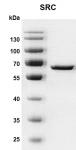 Recombinant SRC protein gel