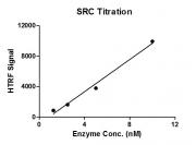 HTRF assay for SRC protein activity