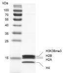 Recombinant Mononucleosomes H3K36me3 (MLA) SDS-PAGE gel