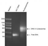 Recombinant Mononucleosomes H3K36me3 (MLA) agarose gel