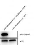 Western Blot analysis for Recombinant Mono-nucleosomes H3K36me3 (MLA)