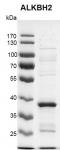 Recombinant ALKBH2 protein