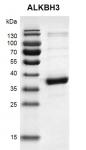 Recombinant ALKBH3 protein