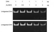 ALKBH3 dioxygenase activity
