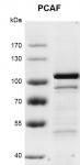 Recombinant PCAF protein gel