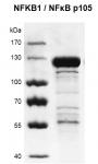 Recombinant NFKB1 / NFκB p105 protein gel