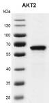 Recombinant AKT2 protein gel