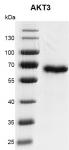 Recombinant AKT3 protein gel