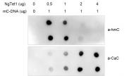 Recombinant NgTet1 activity assay