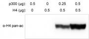 Recombinant p300 protein activity assay