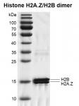 Recombinant Histone H2A.Z/H2B Dimer