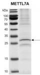 Recombinant METTL7A protein