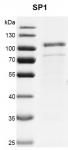 Recombinant SP1 protein gel