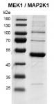 Recombinant MAP2K1 (MEK1) protein