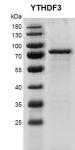 Recombinant YTHDF3 protein gel