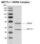 Recombinant METTL1 / WDR4 Complex